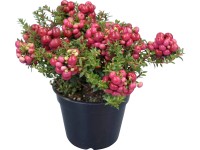 Gaultéria hrotitá v rôznych farbách výška 20 - 25 cm priemer kvetináča cca 15 cm