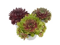 Vonkajšie sukulenty mix 5-10 cm, pr. 12 cm