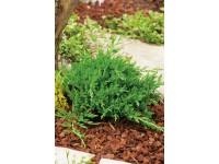 OBI Borievka plazivá 