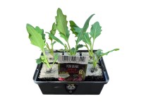 Landgard Kaleráb obrí (Brassica oleracea var. gongylodes) 6 ks v miske