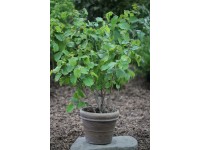 Lieska obyčajná (corylus avellana) Halle Giant Nut