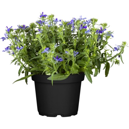 OBI Lobelka previsnutá medonosná priemer kvetináča cca 12 cm Lobelia richardii