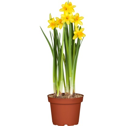 OBI Narcis "Tete a Tete" priemer kvetináča cca 12 cm Narcissus cyclamine