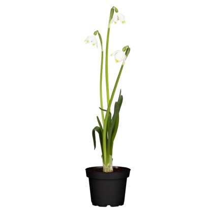 GROW by OBI Bleduľa jarná (Leucojum vernum) pr. cca 12 cm