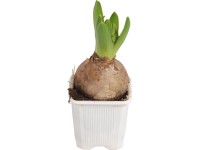 Hyacint (Hyacinthus) Ø kvetináča cca 7 cm biely