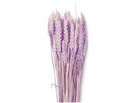 NOHEL GARDEN Sušená dekorácia Triticum - pšenica fialová 40 g