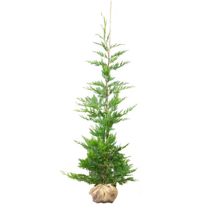 Landgard Cyprusovec Leylandov (Cupressocyparis leylandii) 175-200 cm, 5 l, 20 ks