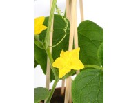 GROW by OBI Uhorka siata 