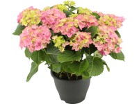 Hortenzia kalinolistá priemer kvetináča cca 24 cm