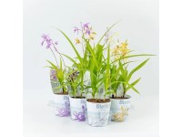 Záhradná orchidea (Bletilla Hybrid) rôzne druhy, pr. kv. 18 cm