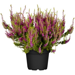 Knospenheide GG Milva v kvetináči s červenými kvetmi. Mrazuvzdorná Calluna vulgaris na balkón a do záhrady.