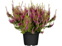 Landgard Vres obyčajný (Calluna vulgaris) 