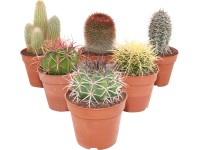 Mix kaktusov z Teneriffe priemer kvetináča cca 12 cm