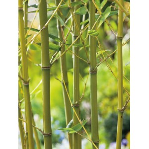 Bisset bambus (Phyllostachys bissetii) v kvetináči, zelené stonky a listy, ideálny pre súkromie.