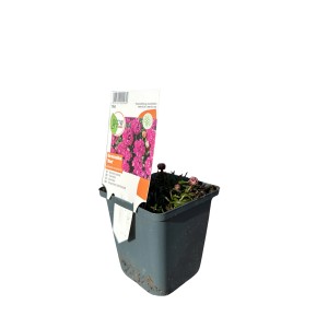 GROW by OBI Lomikameň prímorský červený v kvetináči, cca 9 cm. Kvitnúca, červená Armeria maritima.