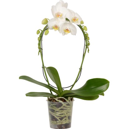 Orchidea motýlokvetá 2-výhonková priemer kvetináča cca 12 cm