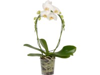 Orchidea motýlokvetá 2-výhonková priemer kvetináča cca 12 cm