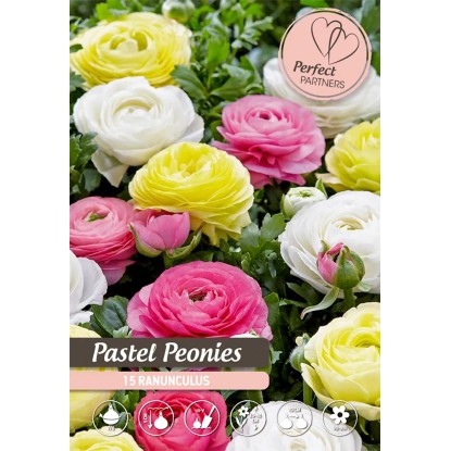 Pastelové pivonky "Pastel Peonies" mix