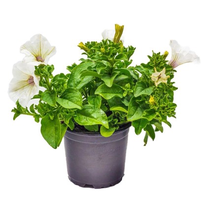 Landgard Záhonové rastliny rôzne druhy biele cca pr. 12 cm