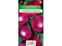 Semienka Povojník purpurový Crimson Rambler (Ipomoea purpurea)
