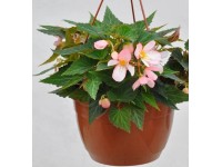 Begonia v závesnom črepníku