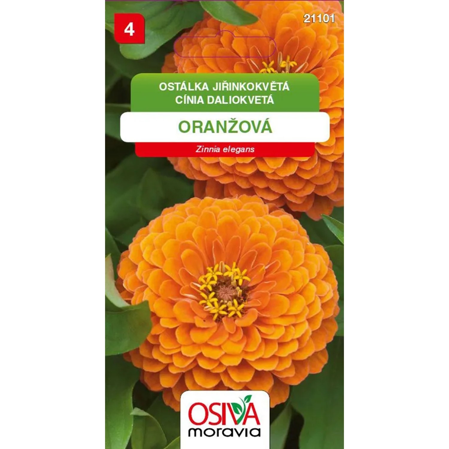 E-shop OSIVA Moravia Cínia daliokvetá - oranžová (Zinnia elegans)