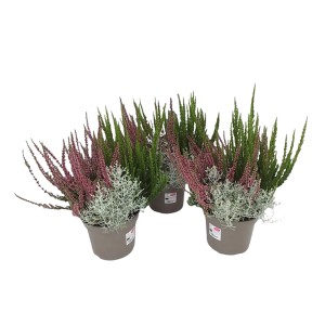 Jesenný mix v kvetináči: Calluna, Muehlenbeckia, Calocephalus a Erica na balkón a do záhrady.