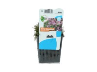 OBI Drchnička jemná ružová priemer kvetináča cca 11 cm Anagallis tenella