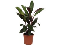 OBI Kalatea (Calathea) "Warcewiczii" vka 75-85 cm, pr. kvetina 19 cm