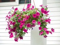 Petúnia v závesnom črepníku