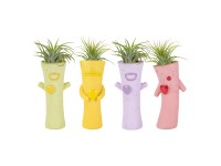 Royal Lemkes Tillandsia (Tillandsia) 