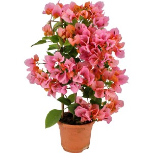 Oranžová bugenvilea na mreži v kvetináči (cca 14 cm Ø).