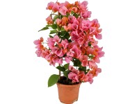 OBI Bugenvilea oranžová na špalieri priemer kvetináča cca 14 cm