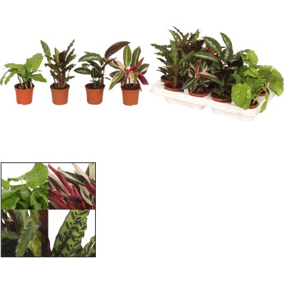 Kalatea (Calathea), rôzne odrody, pr. cca 6 x 10 - 20 cm