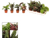 Kalatea (Calathea), rôzne odrody, pr. cca 6 x 10 - 20 cm