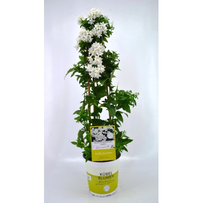 Baklažán jazmínokvetý (Solanum) biely výška 65 cm, pr. 19 cm