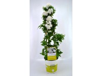 Baklažán jazmínokvetý (Solanum) biely výška 65 cm, pr. 19 cm