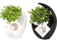 Aranžmán z bonsajov v keramickej nádobe priemer kvetináča cca 19 cm