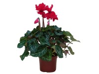 Cyklámen s rozstrapkaným okrajom kvetu, priemer. kvetináča 12 cm