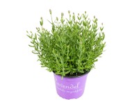 GROW by OBI Levanduľa úzkolistá (Lavandula angustifolia) biela kvetináč pr. 23cm