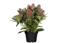 OBI Skimia japonská 