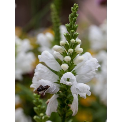 Fizostégia virgínska (Physostegia) "Schneekrone" priemer cca 9 cm x 9 cm biela