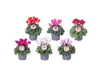 Cyklámen perzský (Cyclamen persicum), strieborná, pr. kv. 11 cm