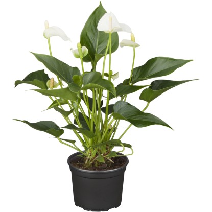 Antúrium Andreanovo farebný mix priemer kvetináča cca 17 cm Anthurium