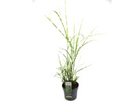 GROW by OBI Ozdobnica čínska (Miscanthus sinensis) 