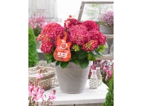 GROW by OBI Hortenzia lat. (Hydrangea paniculata) 