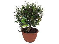 Landgard Olivovník európsky (Olea europaea) cca výška 30-40 cm, 6 l
