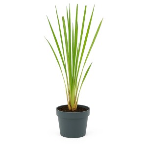 Ružová pampová tráva v kvetináči: Okrasná Cortaderia selloana so zelenými listami.