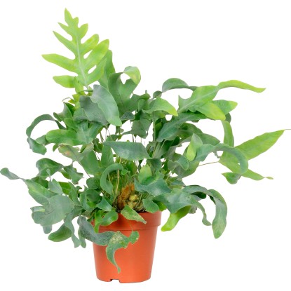 Phlebodium aureum "Blue Star" výška cca 30 - 35 cm priemer cca 12 cm Phlebodium