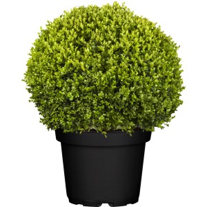 Guľatý, zelený krušpán Faulkner v čiernom kvetináči, výška cca 35 cm.